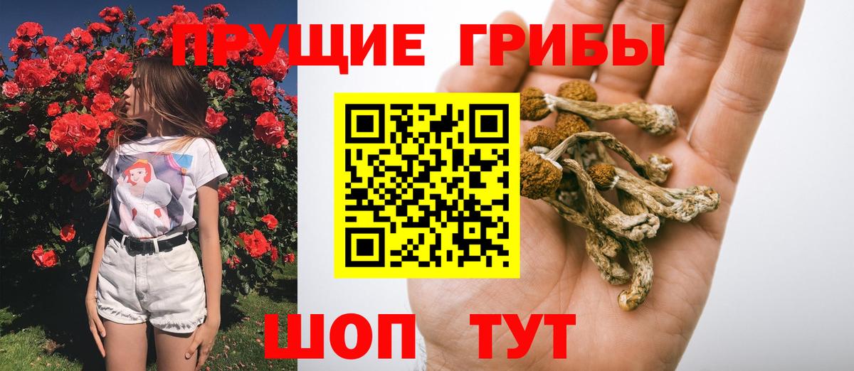 Галлюциногенные грибы GOLDEN TEACHER  Вход с VPN  хочу наркоту  Томск  Псилоцибиновые грибы Cubensis 